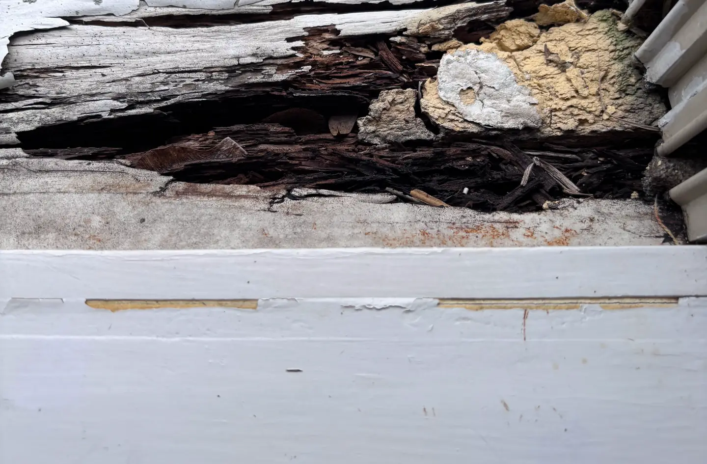 A rotted wood window sill with the paint split open